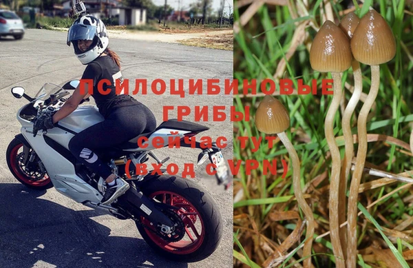 мяу мяу мука Аркадак